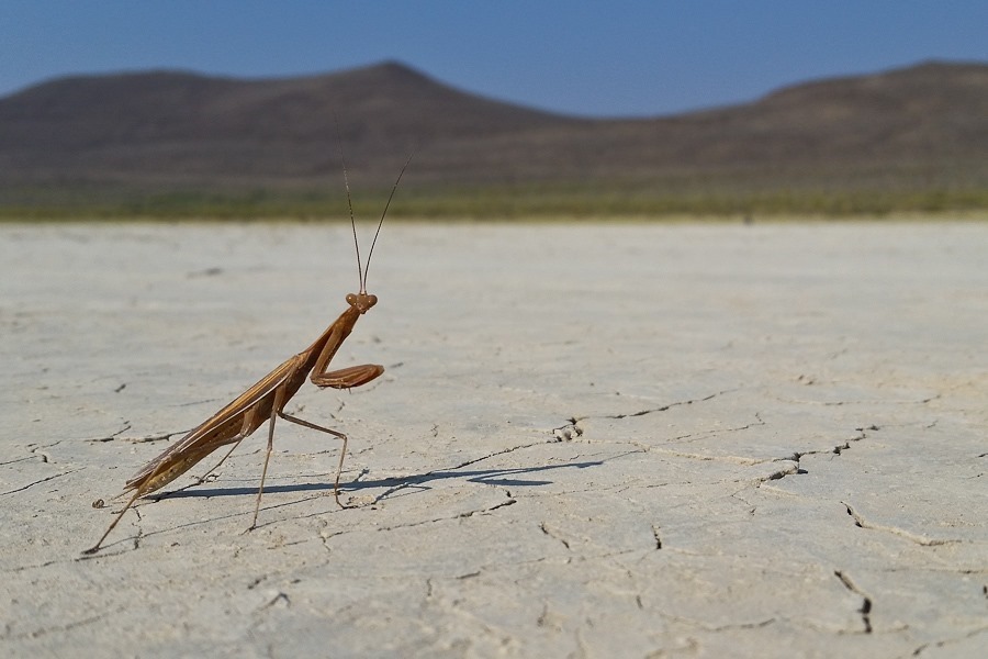 Summer_2018_Day32_003 Summer_2018_Day32_003