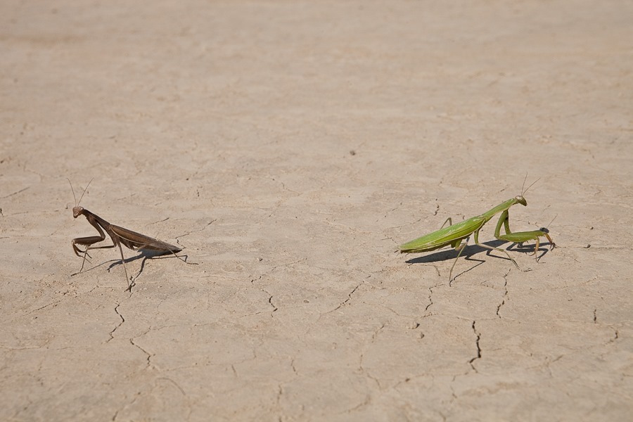 Summer_2018_Day32_004 Summer_2018_Day32_004