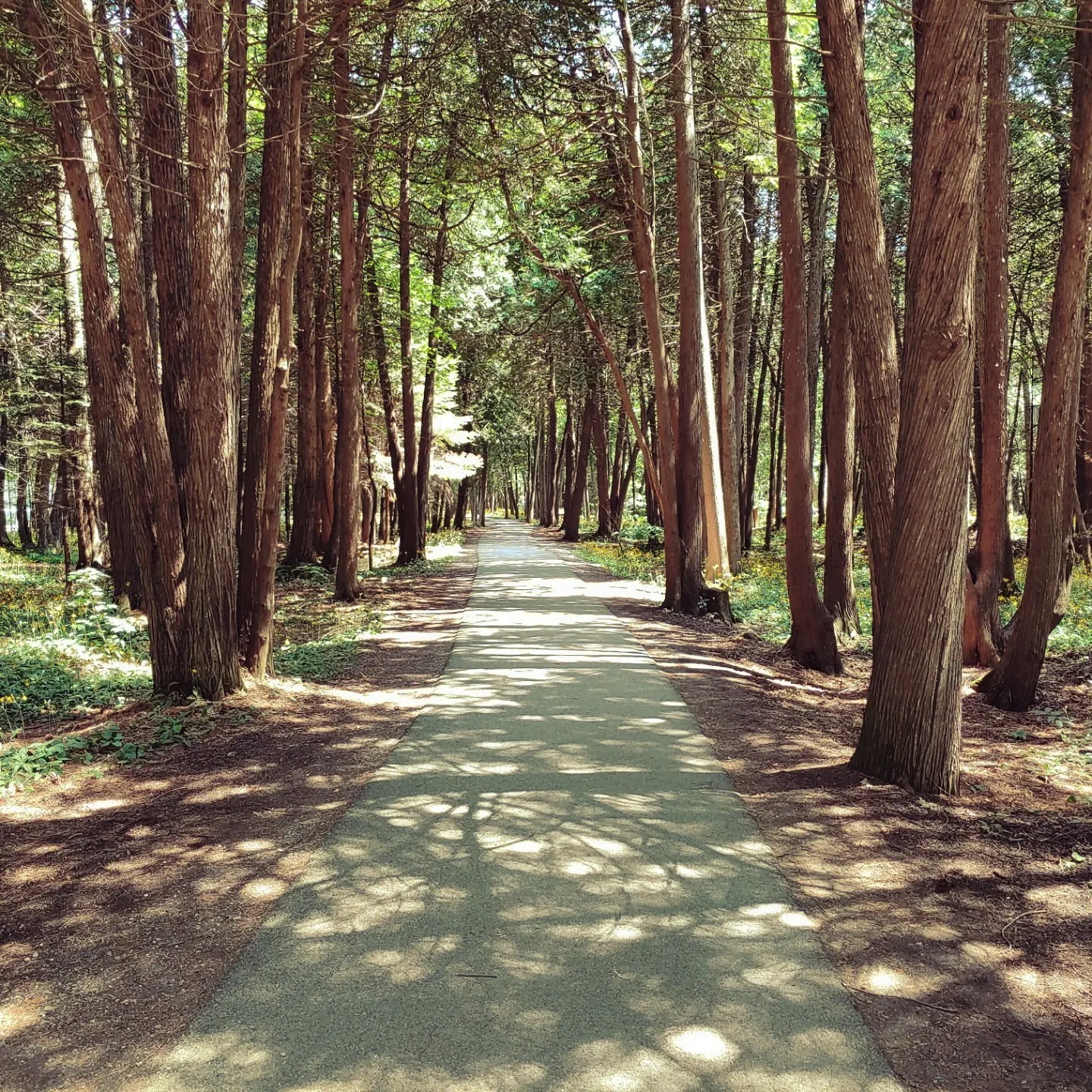 IMG_20230705_183054_332