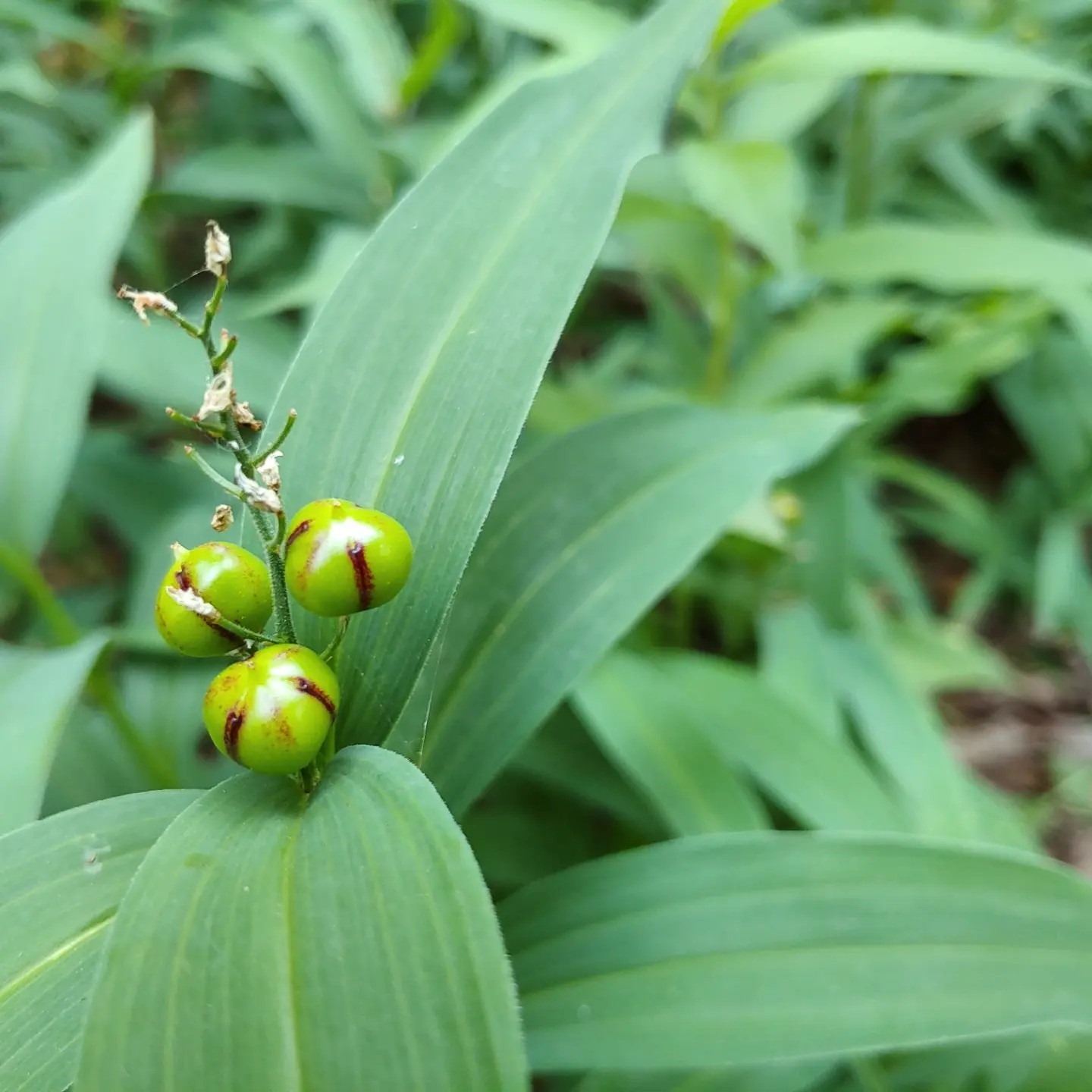 IMG_20230705_183054_341